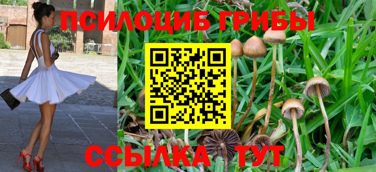Пушкино  что такое   Вход с VPN  Псилоцибиновые грибы мицелий 